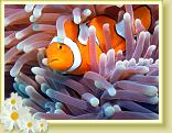 219-Anemone with Clownfish